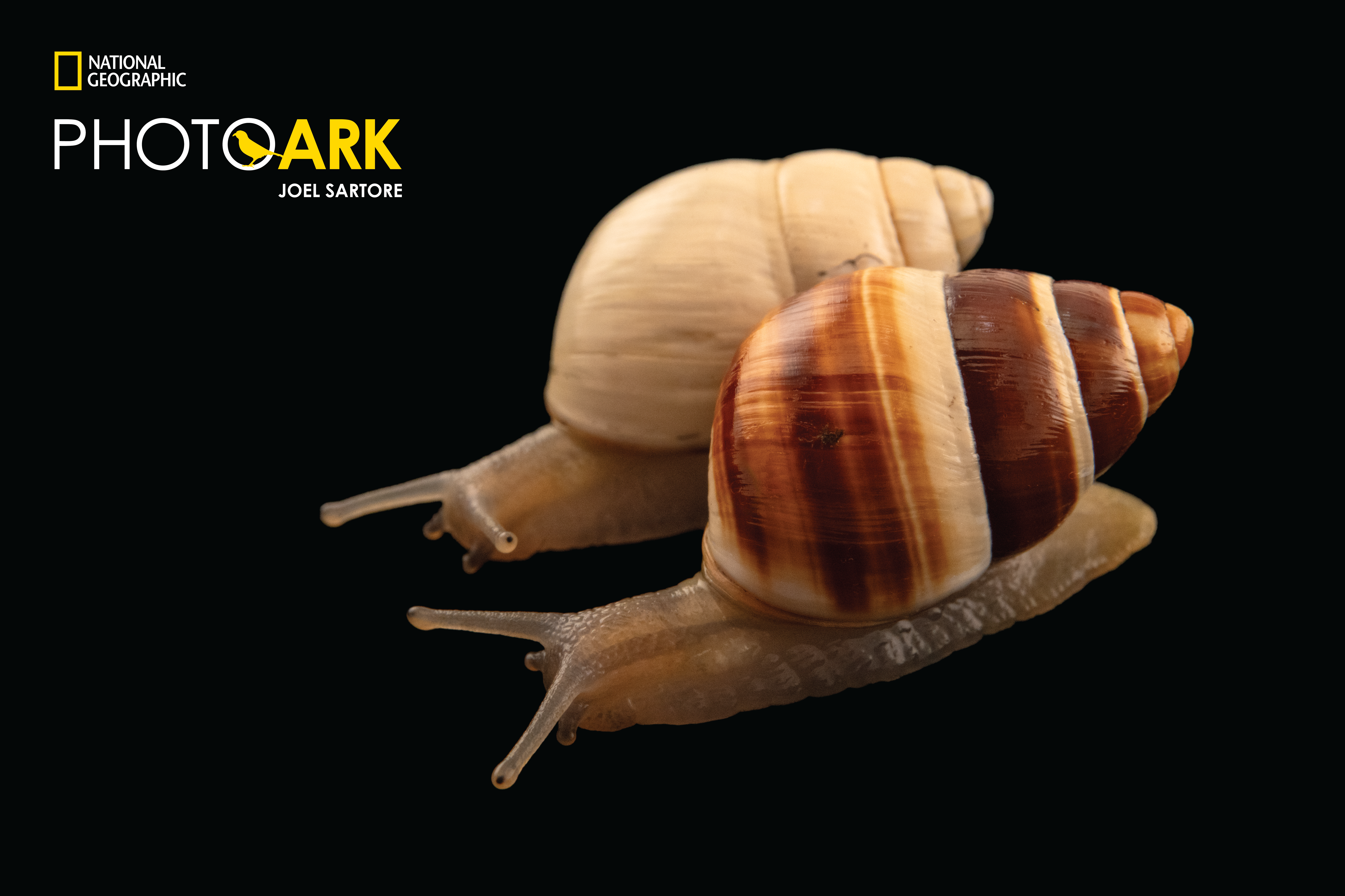 The Quest to Restore the Voice of the Forest: Endangered Hawaiian